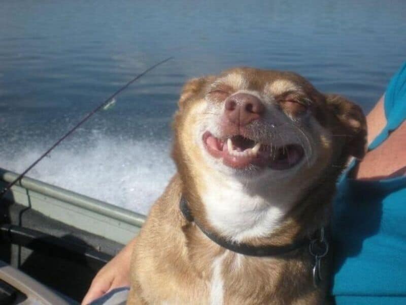 Happy dog with eyes closed on boat, smiling, water in background.