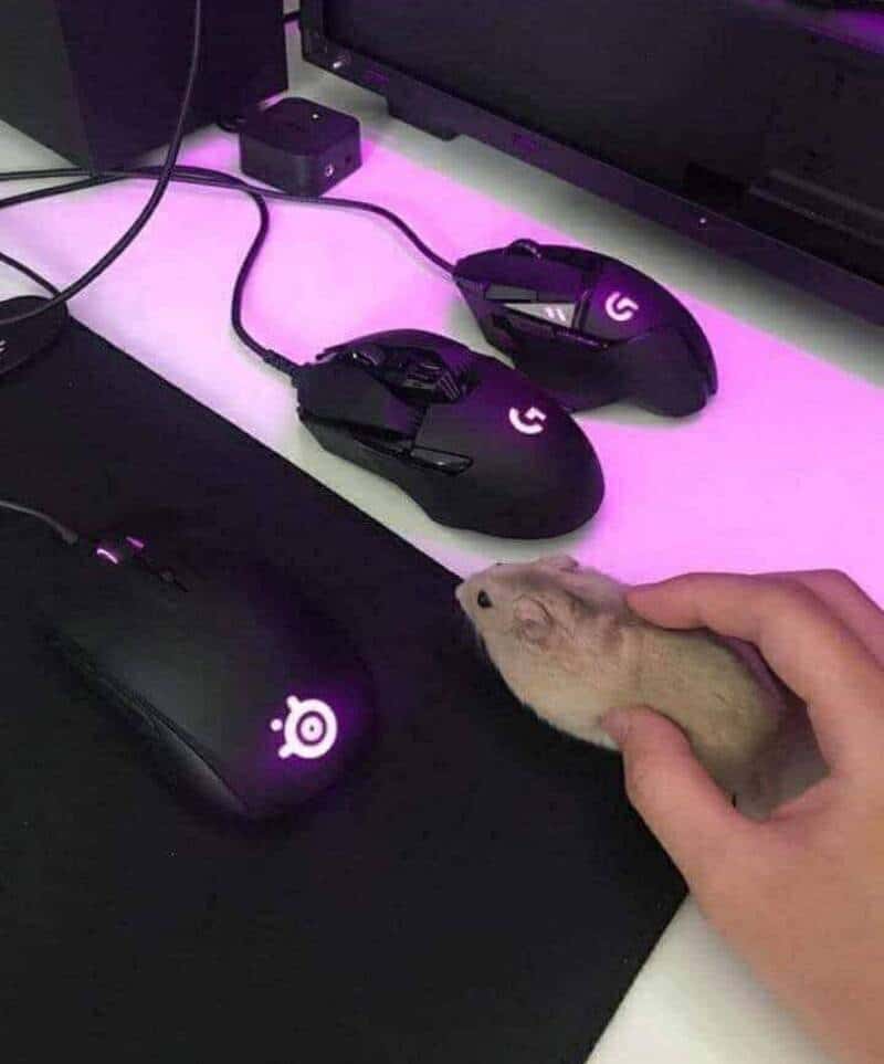 Mouse and keyboard with a hamster being held nearby on a desk.