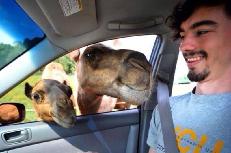 Two camels sticking their heads into a car window with a smiling man inside.