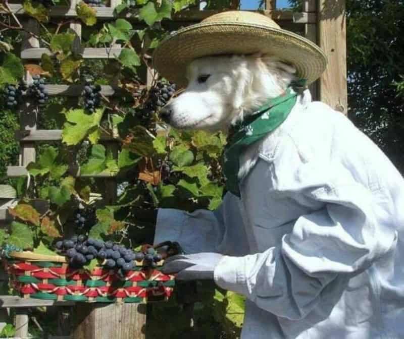Dog dressed as a farmer with a straw hat and green bandana picking grapes.