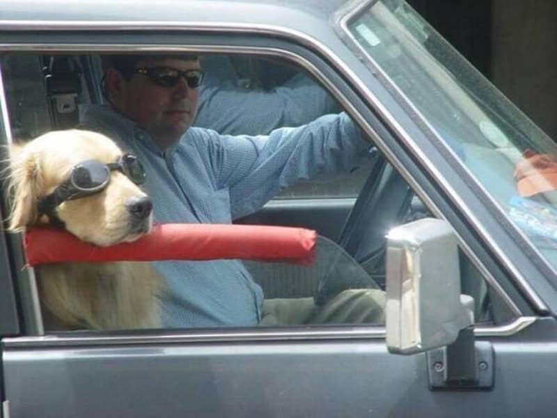 Man and dog in car, dog wearing sunglasses, dog on red cushion.