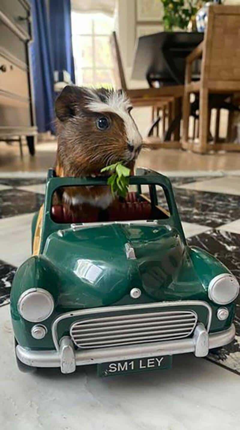 Guinea pig in a toy car with a piece of lettuce in its mouth.