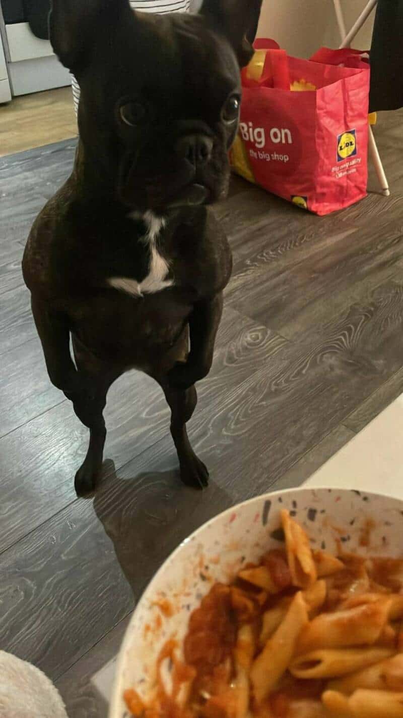 Small black dog with white chest standing on hind legs looking at food.