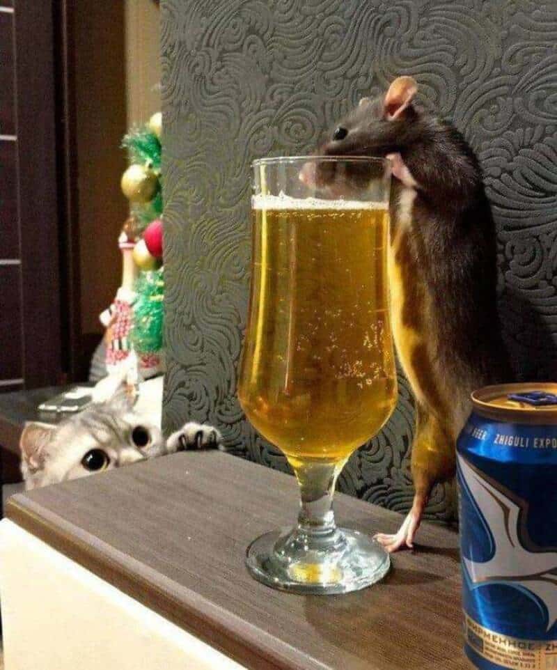 A mouse drinking from a tall glass of beer with a curious cat watching.