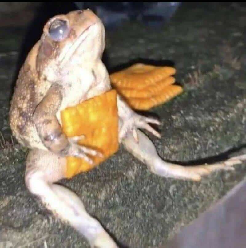 Frog with glasses holding a piece of cheese and sitting on a rock at night.