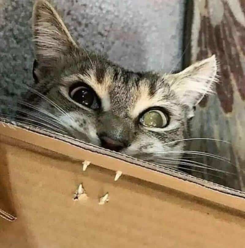 Close-up of a curious kitten peeking over a cardboard box with one eye open and one eye closed.