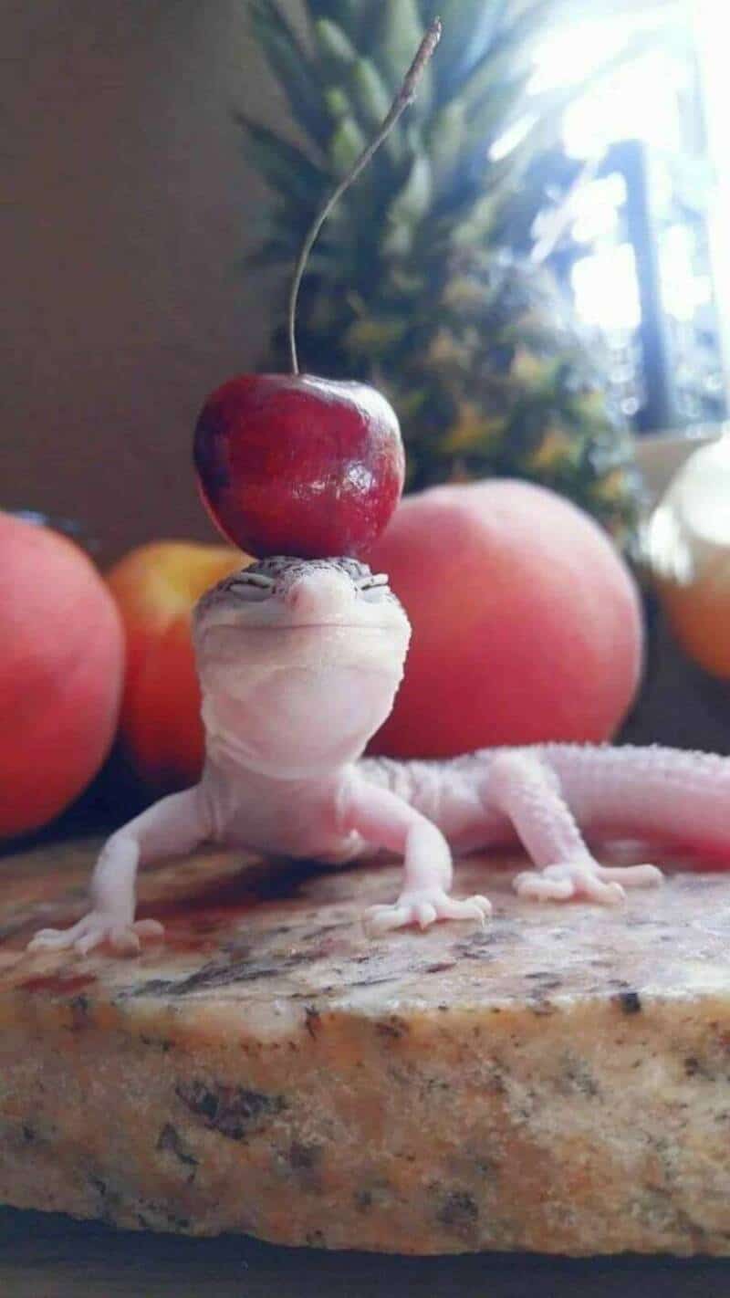 Lizard with a cherry on its head, standing on a surface with apples in the background.