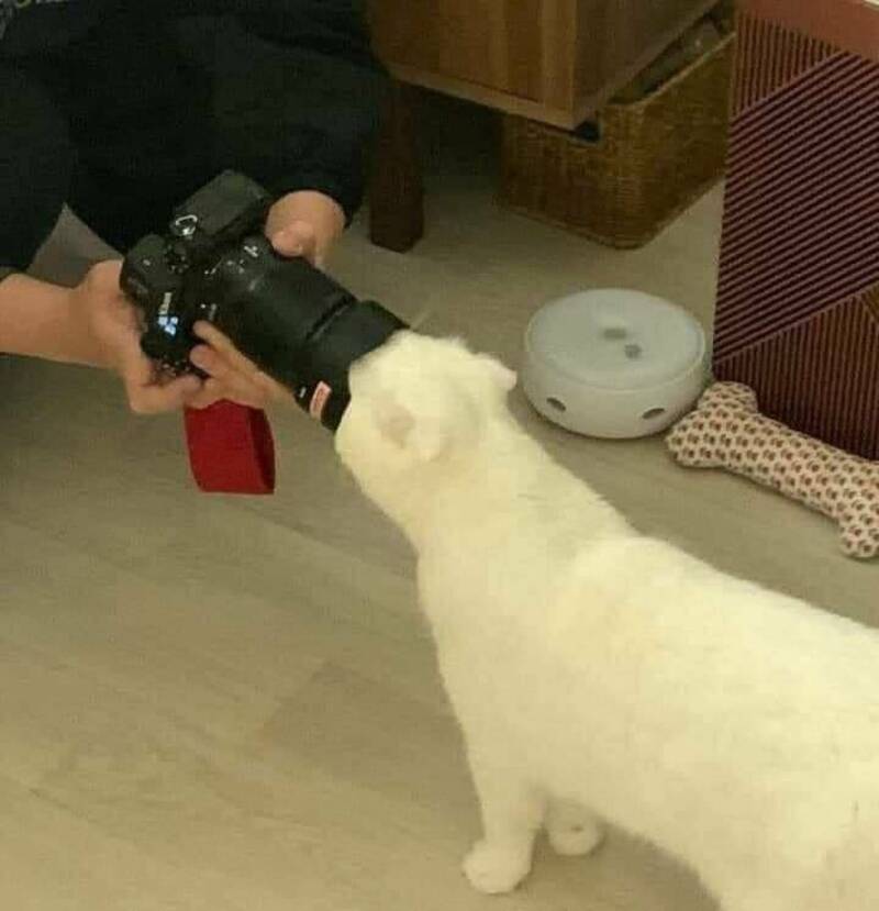 White cat sniffing a camera lens held by a person.