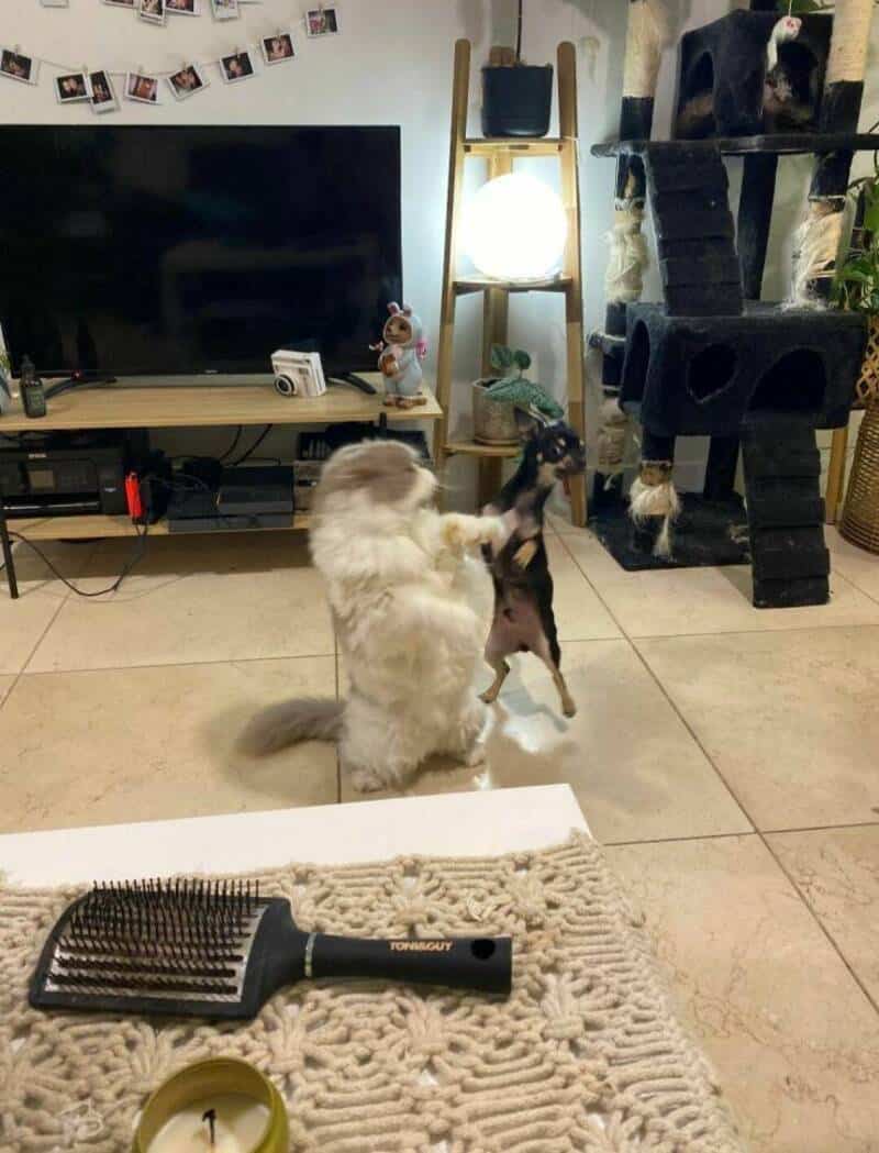 Cat standing on hind legs playing with a small dog in a living room.