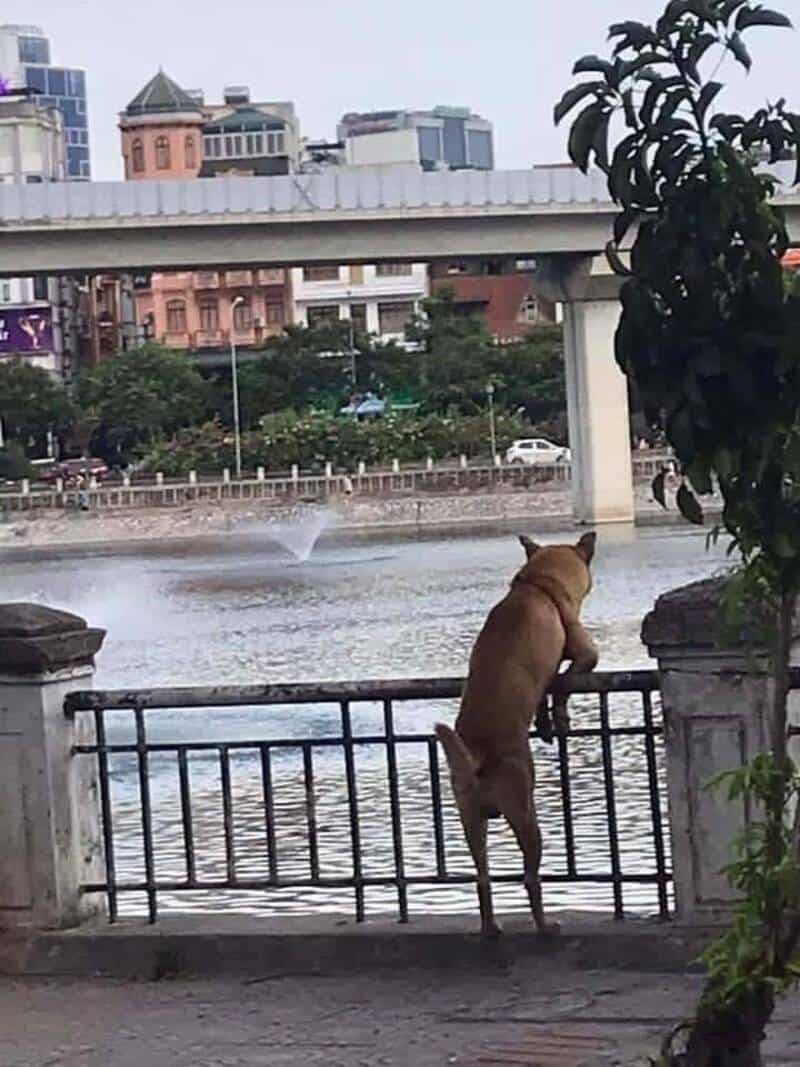 Dog looking over a river at city buildings and a bridge.