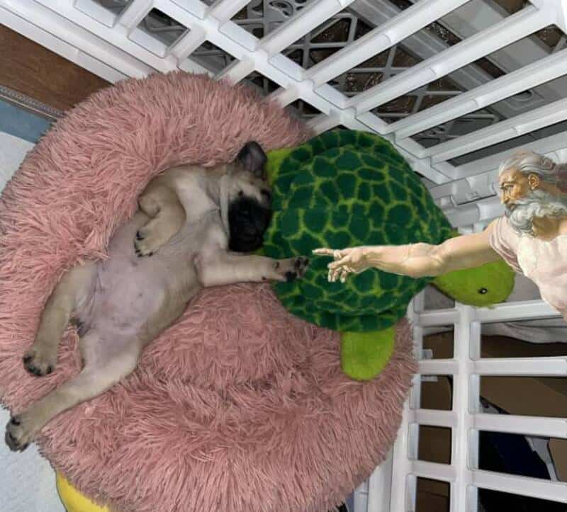 Puppy sleeping on pink fluffy bed reaching for a toy turtle.