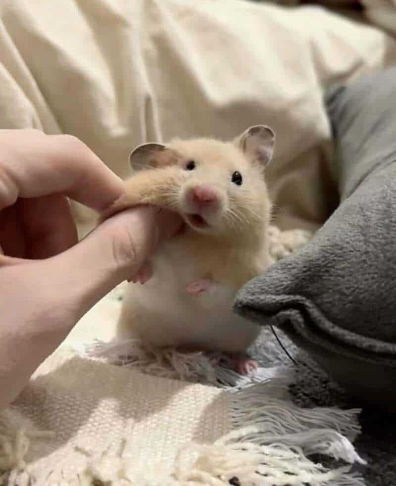 Cute hamster being gently held by a person's hand, sitting on a blanket.