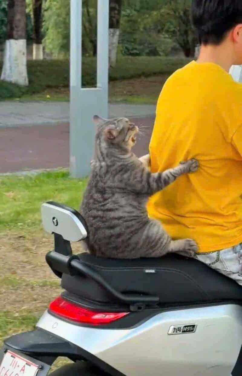 A gray tabby cat sitting on a scooter's seat, hugging a person in a yellow shirt.