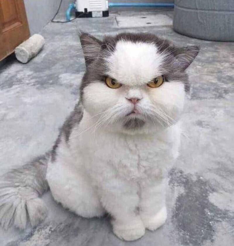 Grumpy-looking cat with a white and gray face and body, sitting on a concrete floor.