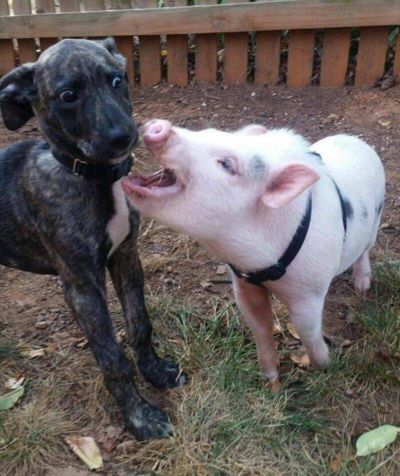 Two young animals, a black and white puppy and a pink piglet, appear to be playing together.