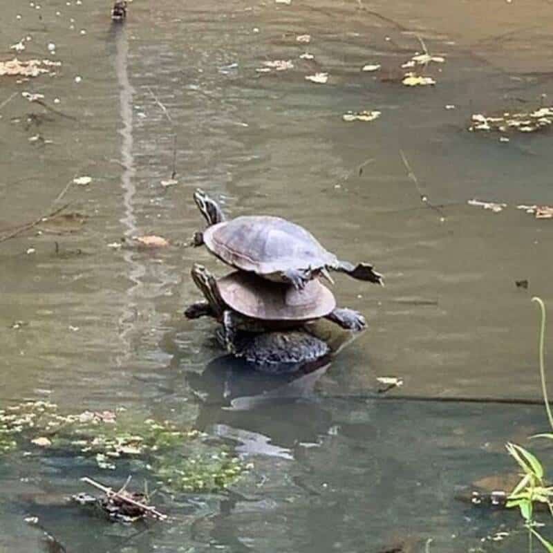 Two turtles stacked on top of each other in a pond with floating leaves.