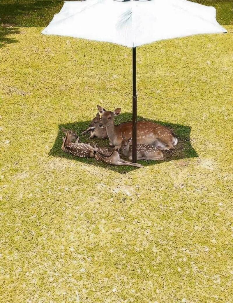 Deer resting under a white umbrella on a grassy field.