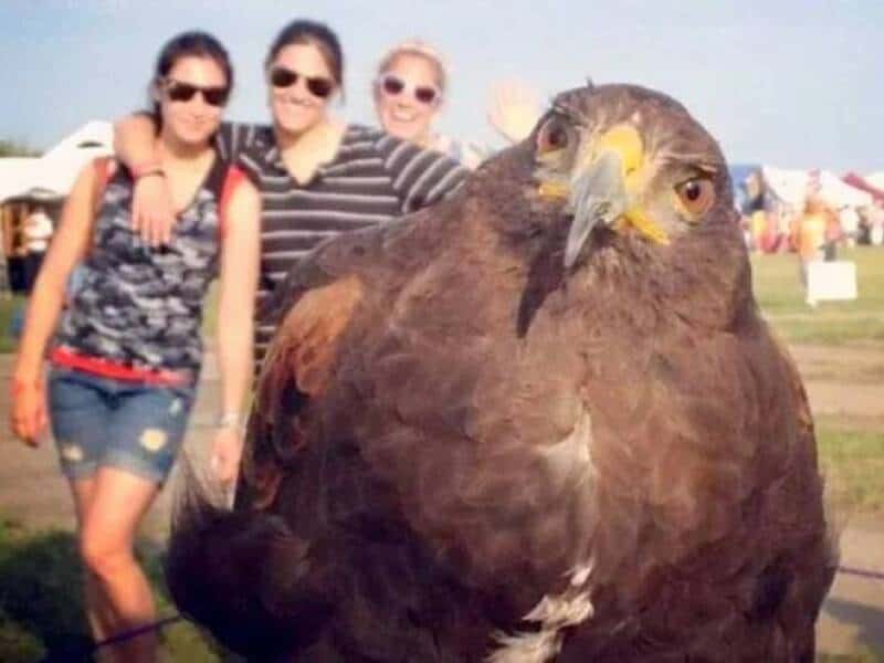 Three women posing with a large bird of prey at an outdoor event.