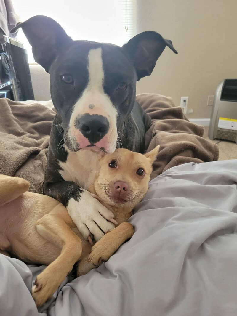 Two dogs, one large black and white and one small tan, cuddling on a bed.