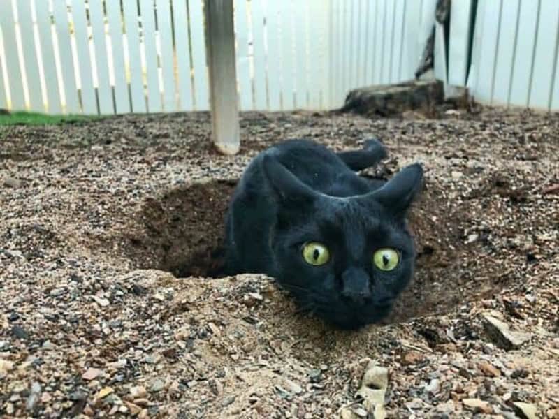 Black cat with yellow eyes buried in the ground with only head visible.