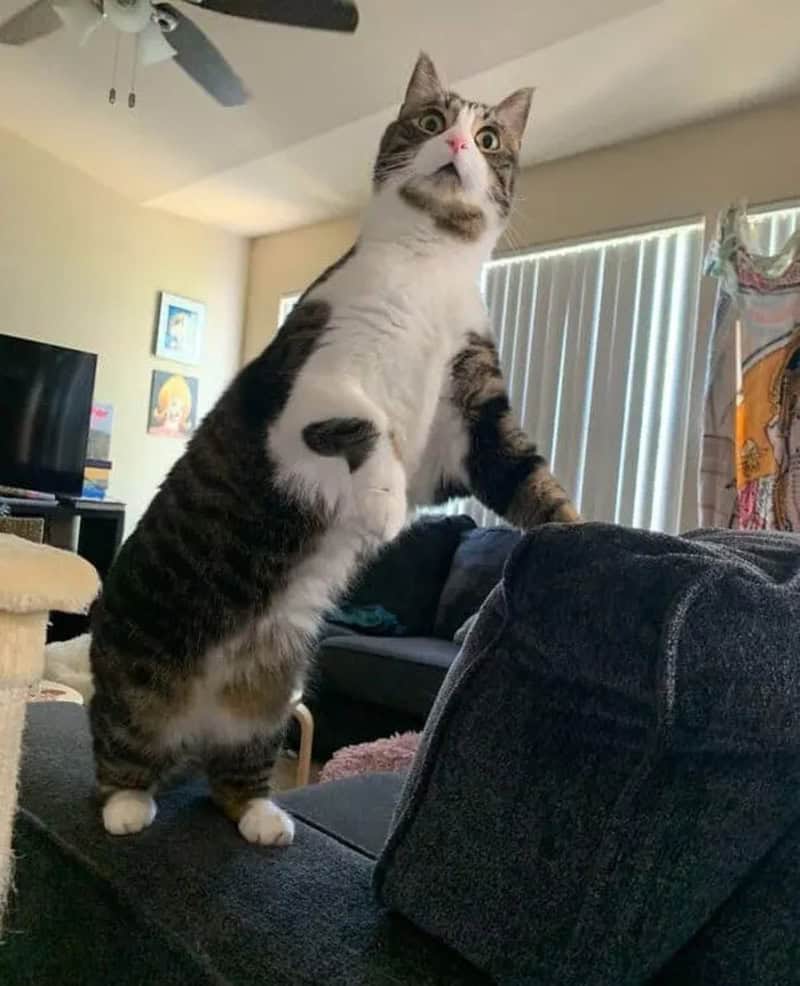 A cat standing on its hind legs on a couch in a living room.