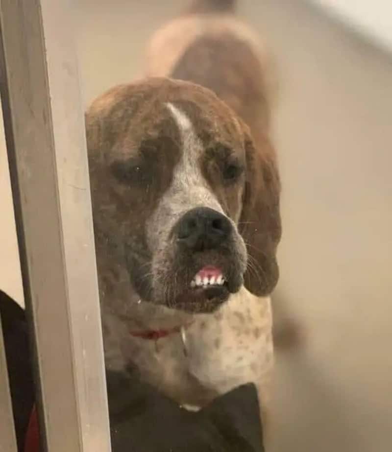 Dog with a funny expression peering through a glass door.