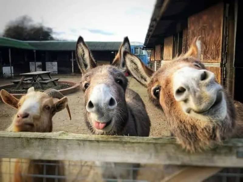 Three donkeys peering over a fence, one sticking out its tongue.