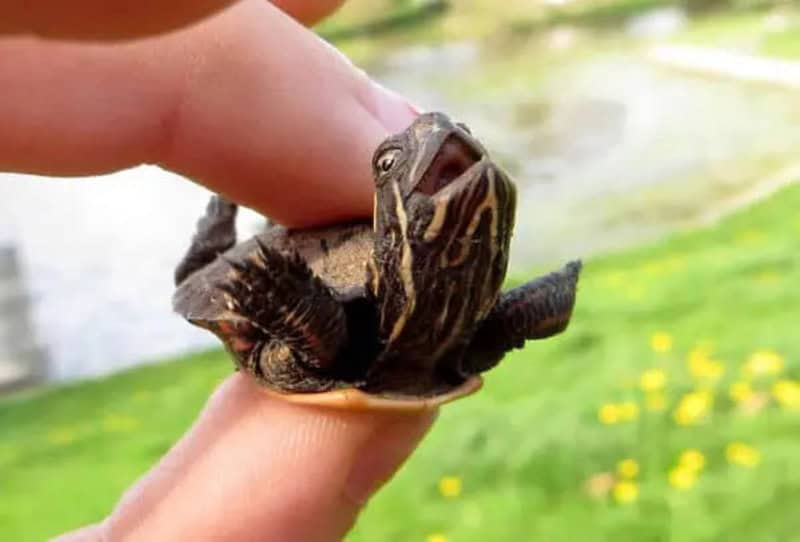 A person holding a small turtle with a frog's head on its shell.