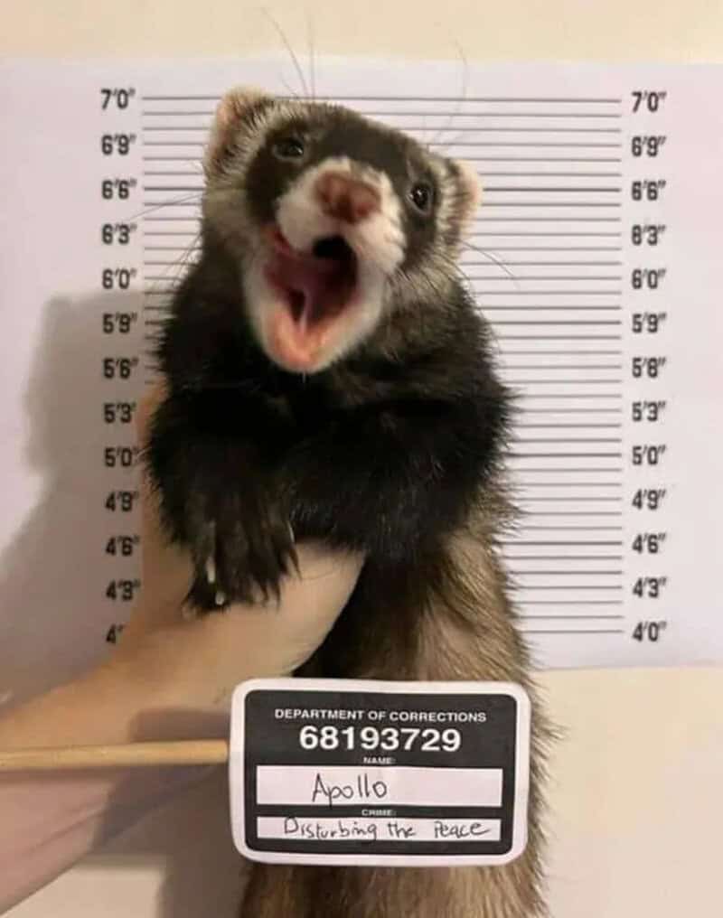 Ferret with open mouth in front of height chart, holding a name tag.