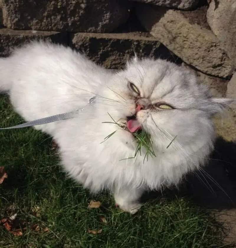 Fluffy white cat with a funny face chewing on grass, outdoors near rocks.
