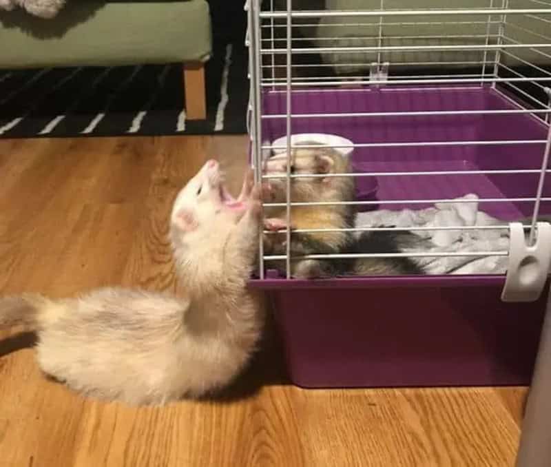 Kitten reaching into a cage with a hamster inside, on a wooden floor.