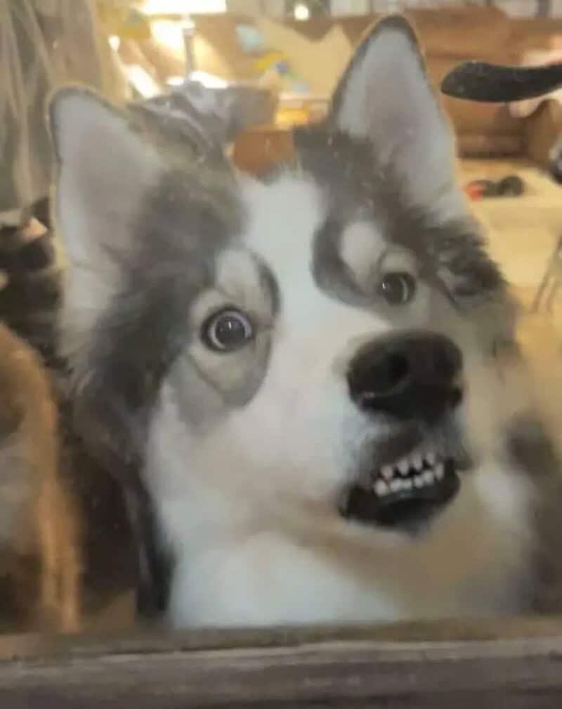 Funny husky with a surprised expression showing teeth behind glass.