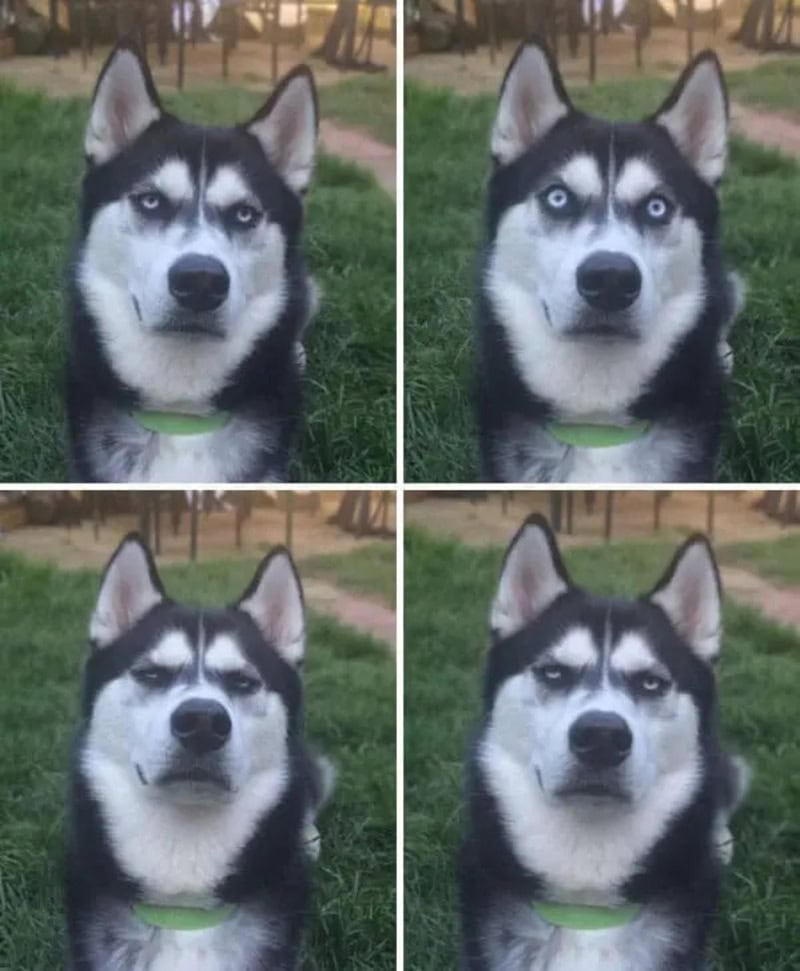 Four images of a husky with different eye expressions, set outdoors.