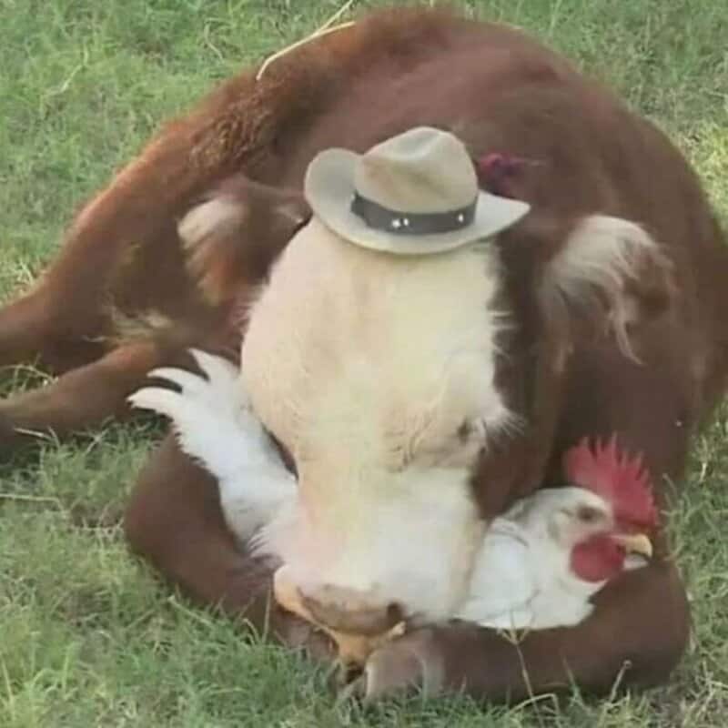 Dog wearing a hat cuddling with a chicken on grass.