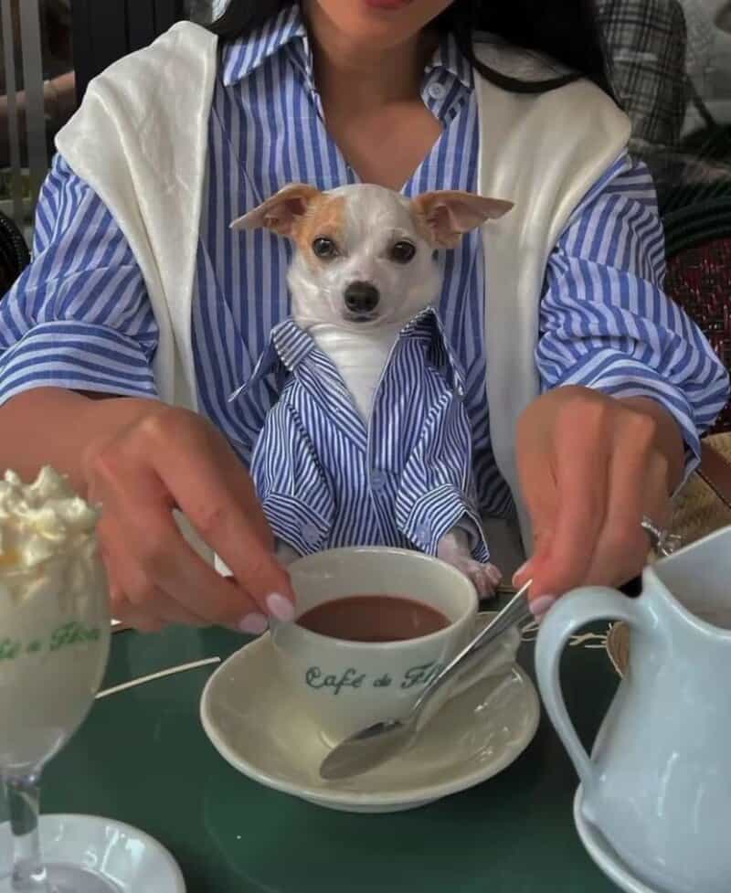Dog in a blue striped shirt sitting at a table with a cup of hot chocolate.