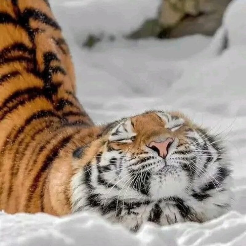Tiger lying in snow with eyes closed, enjoying the cold weather.