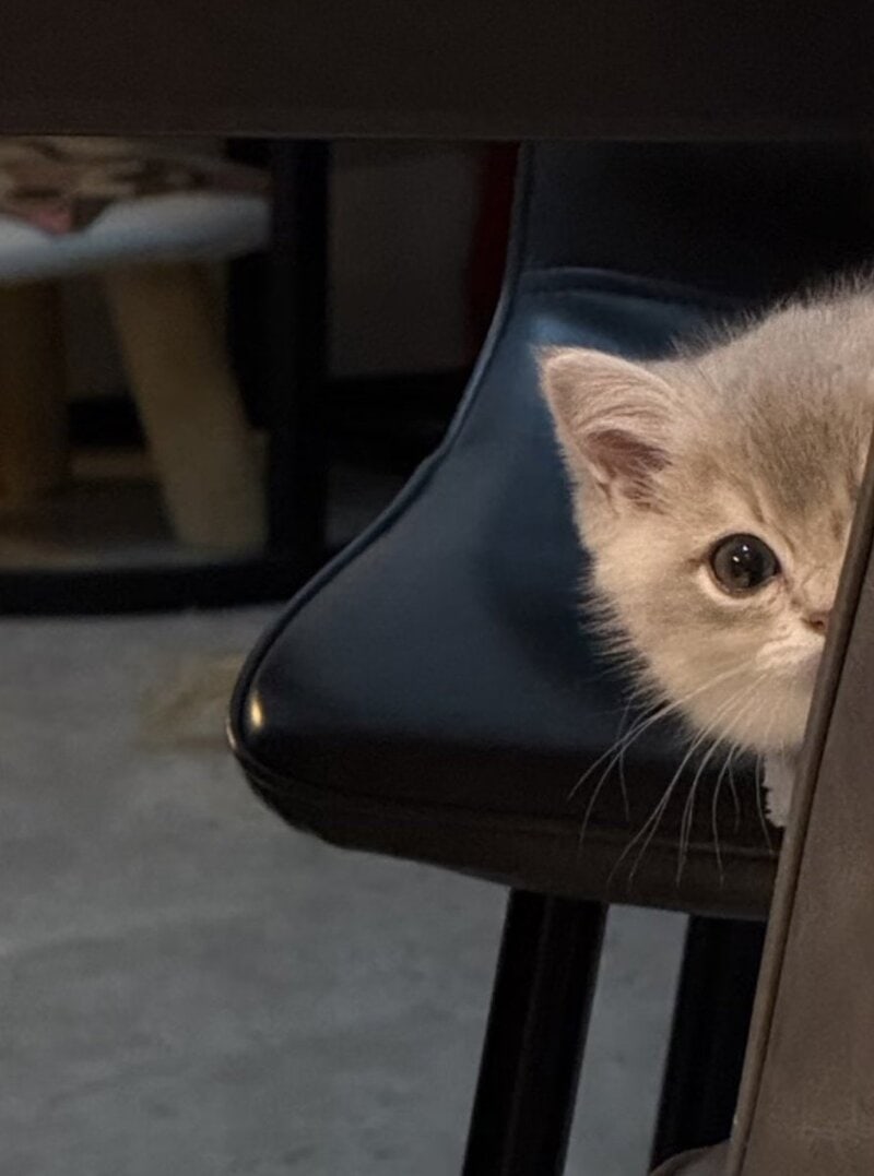 Cute gray kitten peeking out from behind a chair.