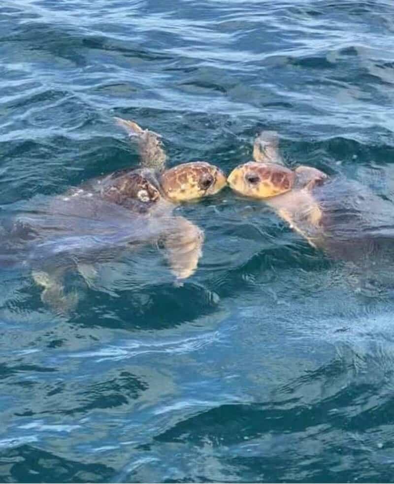 Three turtles swimming together in the ocean.