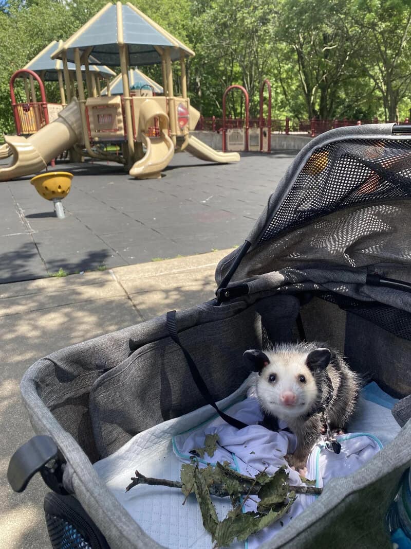 Ferret in stroller with playground in background, holding a branch.