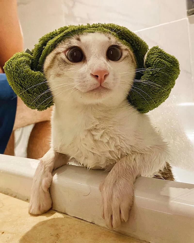 Cute wet cat with a green towel on its head, looking at the camera.