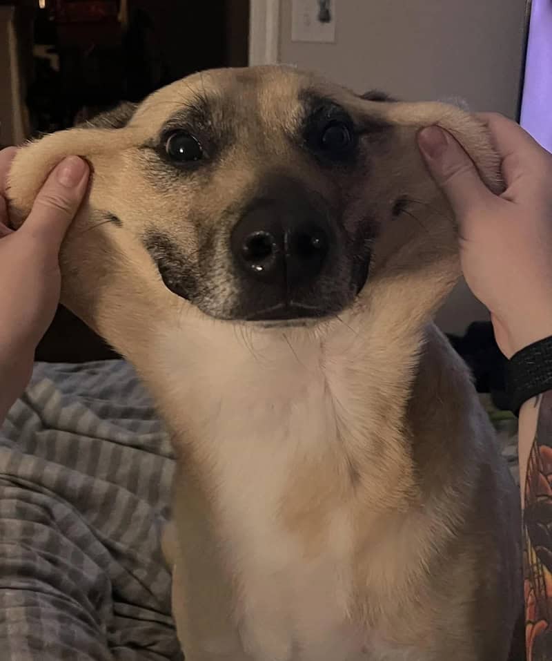 Dog being playfully pulled by hands, ears stretched out.