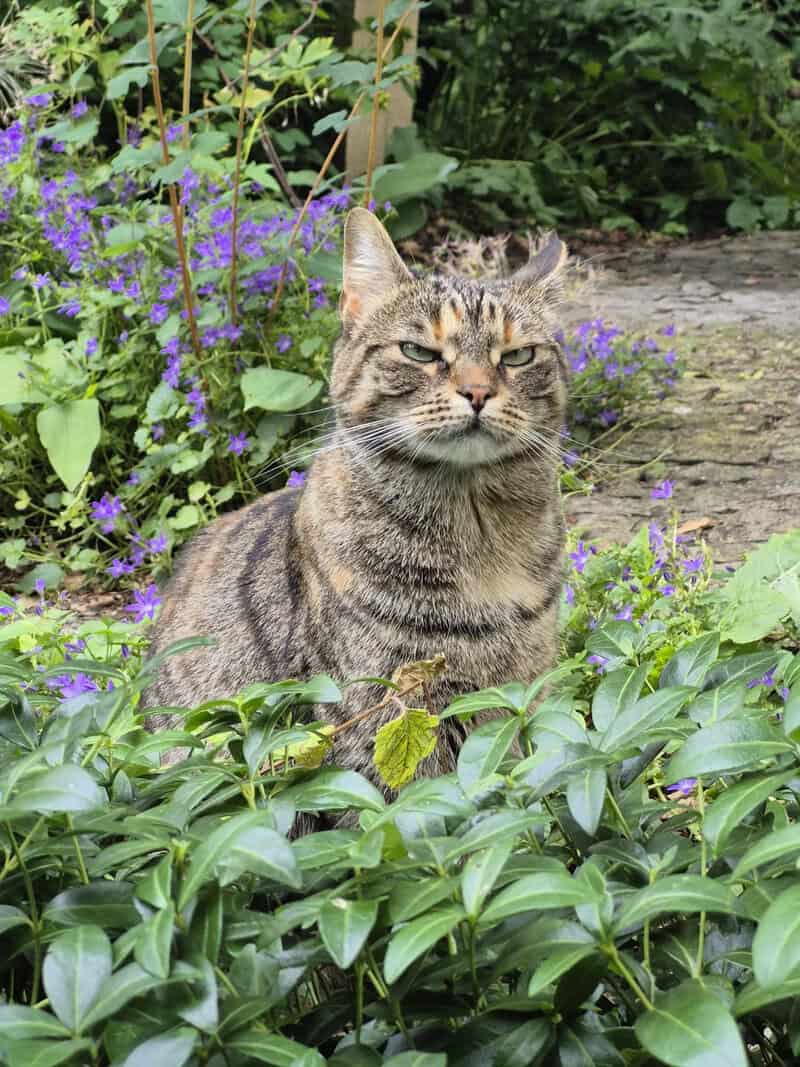 Tabby cat sitting among green plants and purple flowers in a garden.