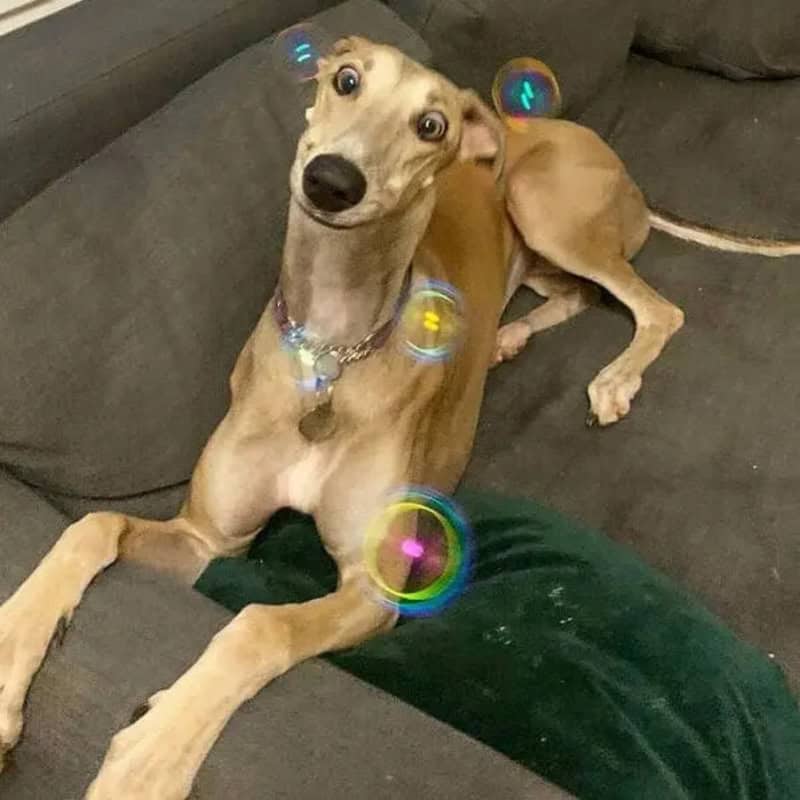 Dog with wide eyes lying on a couch with bubbles floating around.