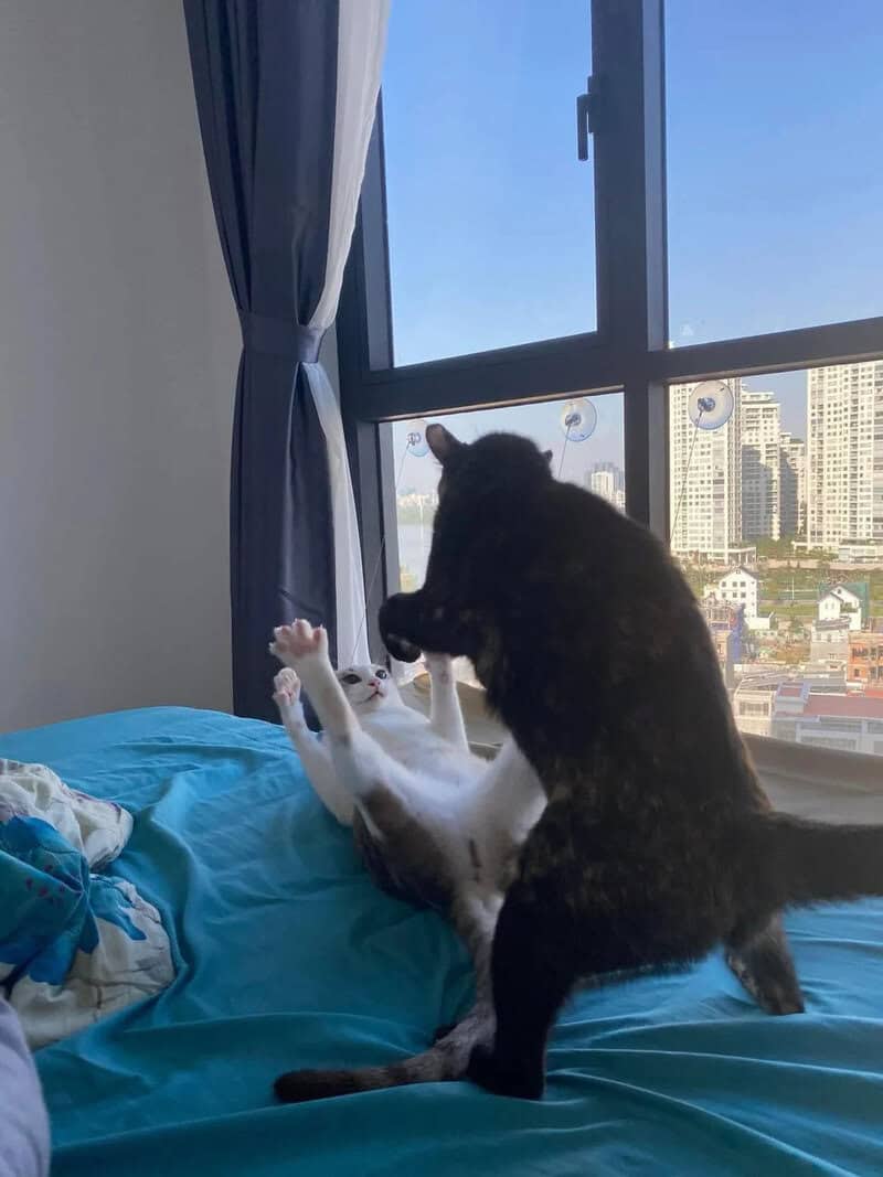 Black dog and white cat playing on a bed by the window.