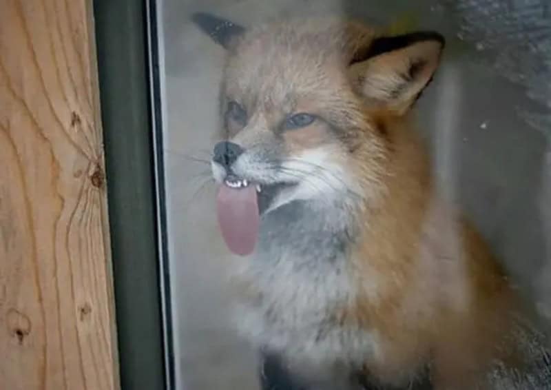 Cute fox sticking out its tongue behind a glass window.