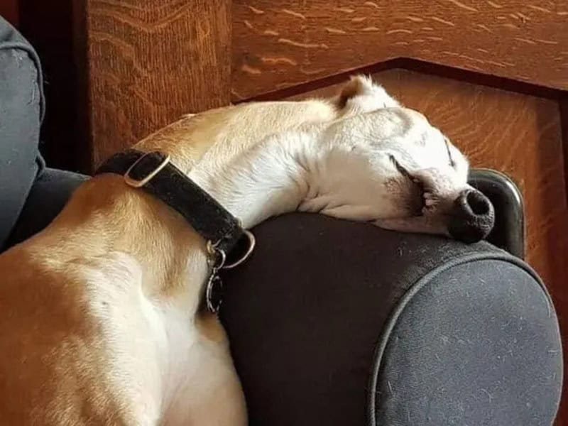 Dog sleeping with head on a speaker, lying on a black surface.
