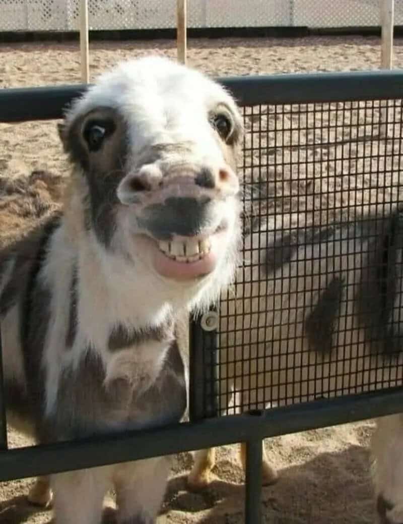 Funny goat with a big smile behind a fence at the zoo.