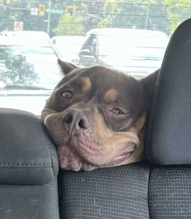 Funny dog with one eye closed and tongue sticking out in car seat.