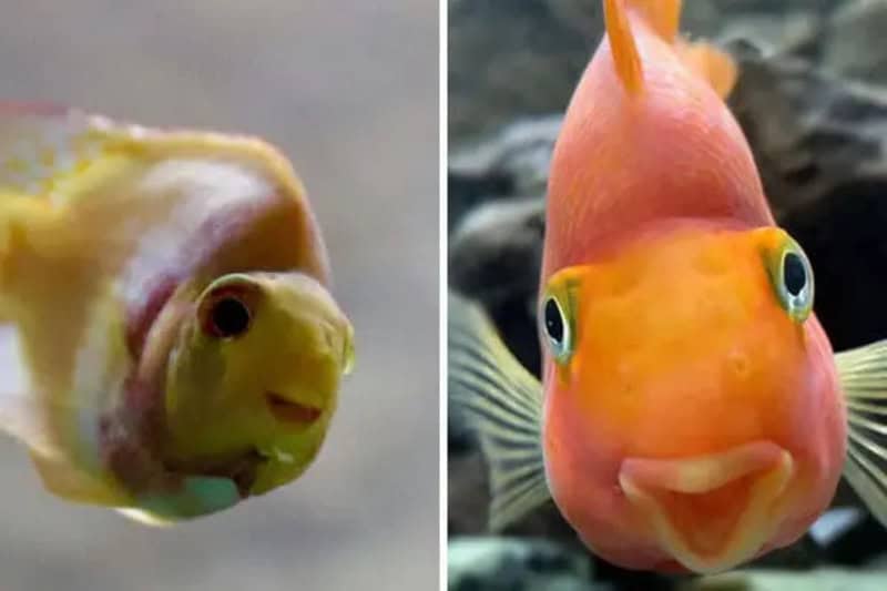 Two fish with human-like faces, one yellow and one orange, in an underwater setting.