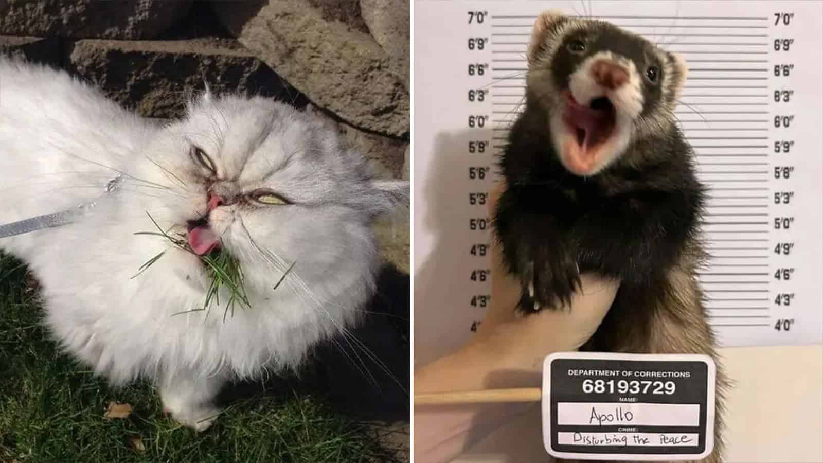 Funny cat and ferret with humorous expressions from the post.